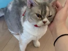-Bastet sally猫舍购宠(静安店)