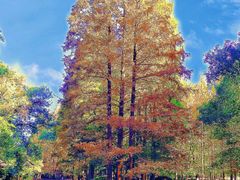 -上海共青森林公园