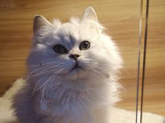 -喵百万·布偶·蓝金金渐层英短·猫舍(百子湾店)