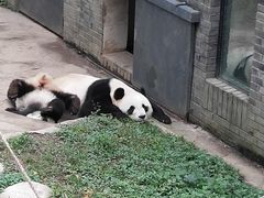 -都江堰中华大熊猫苑