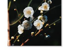 -莘庄公园