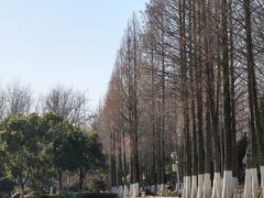 -合肥滨湖国家森林公园