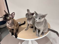 -琪喵猫屋·撸猫猫咖·猫舍