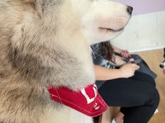 -Husky Go! 哈士奇体验馆·宠物咖啡厅狗咖