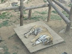 -大连森林动物园