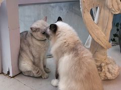 -共舞时光猫咖·狗咖(新街口店)