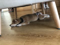 -柴犬小屋·柴餐厅·狗咖食堂(金鼎广场店)