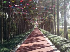 -上海长兴岛郊野公园