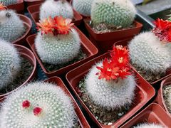 -深圳仙湖植物园