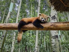 -北京野生动物园