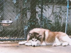 -TrueLove @ Neverland (Husky Cafe)