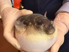 -肆月河豚·淮扬菜·湘菜(华天店)