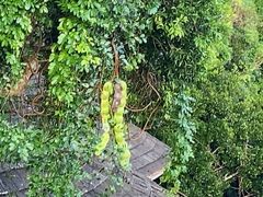 -三亚亚龙湾人间天堂鸟巢度假村