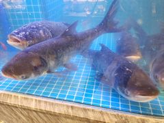 -沽上民肴·海鲜锅贴·天津菜(福州道鸿正家园店)