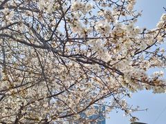 -西北湖绿化广场