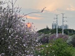 -广东花都湖国家湿地公园