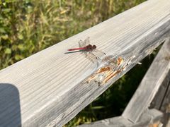 -野鸭湖国家湿地公园