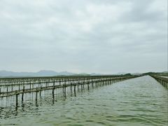 -大亚湾红树林城市湿地公园
