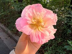 -杭州湾海上花田景区