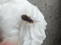 -福合埕牛口福·牛肉火锅·牛肉丸