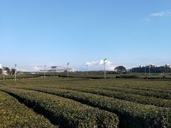 -雪绿茶博物馆