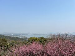 -香雪海