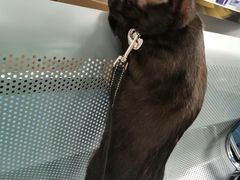 -北京赛佳动物医院