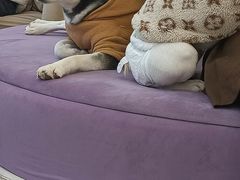 -怪兽屋·羊驼·猫咖·狗咖(俊华广场店)