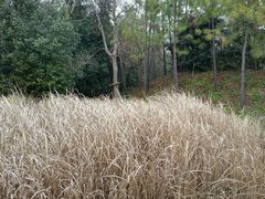 芦苇-上海海湾国家森林公园