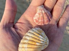 -迪拜帆船酒店海底餐厅