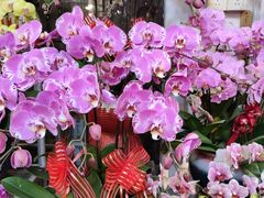 -双季花艺园艺市场(浦东店)
