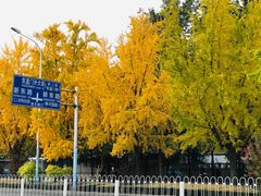 -三里屯东五街银杏大道