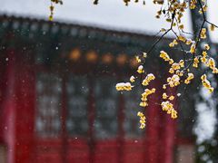 -西安大兴善寺