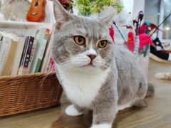 -共舞时光猫咖·狗咖(新街口店)
