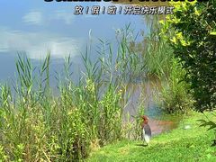 -福田红树林生态公园