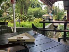 -新加坡飞禽公园