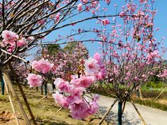 -天适樱花悠乐园