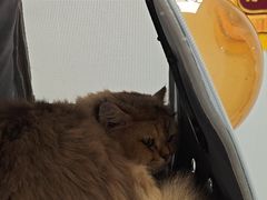 -艾贝尔宠物医院 ·中兽医·宠保定点(北门桥店)