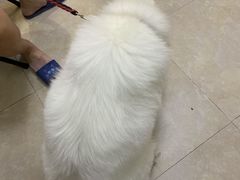 -艾贝尔宠物医院·狂犬免疫点(江山金象城店)