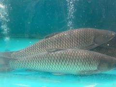 -红日饭店(裕隆三路店)