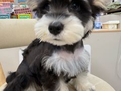 -唐小姐の私宠·宠物洗护美容·撸猫馆·购宠(周浦万达旗舰店)