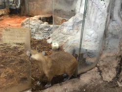 -Zoolung Zoolung动物主题公园(海信广场店)