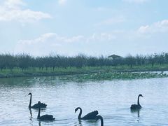 -漩门湾国家湿地公园