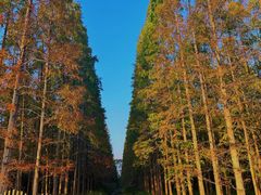 -东平国家森林公园