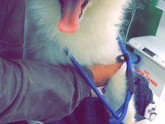 -翊宠yipet猫狗购宠庄园犬舍•猫舍