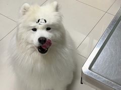 -申普宠物医院·心脏介入·心血管微创(总院)