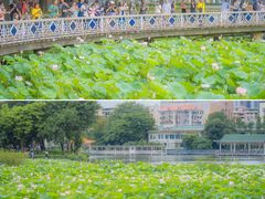 -荔湾湖公园