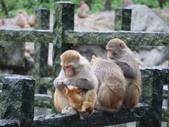 -姑婆山旅游区