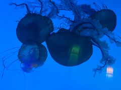 -太平洋海底世界