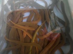 野生土鳝鱼-香霸头跑山鸡